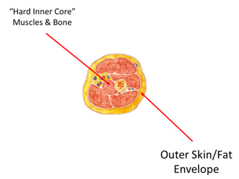 "hard inner core" Muscles and bone. Outer skin/fat envelope